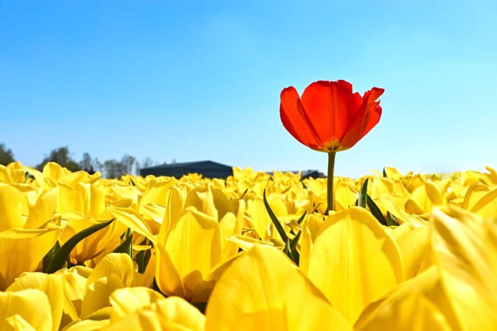 A single red tulip in a field with yellow tulips